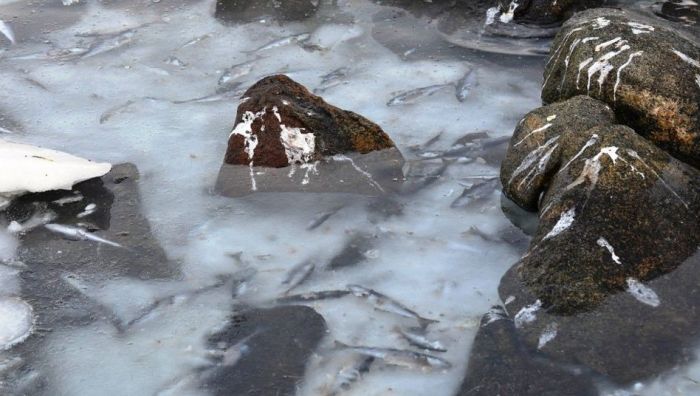 Flash-Frozen Fish in Norway