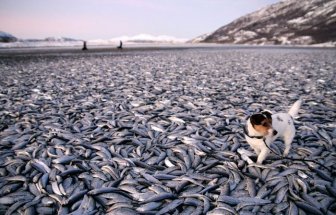 Flash-Frozen Fish in Norway