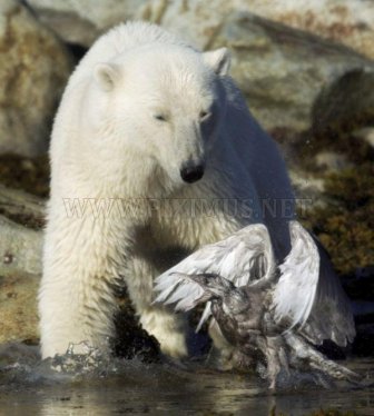 Bear vs Seagull