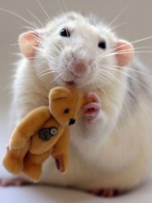 Rats with Teddy Bears