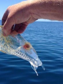 Transparent Fish