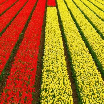 Tulip fields in Holland