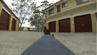 Didga, the Skateboarding Cat