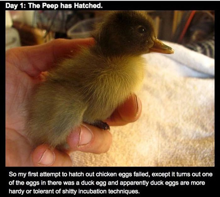 Duckling and the Beard