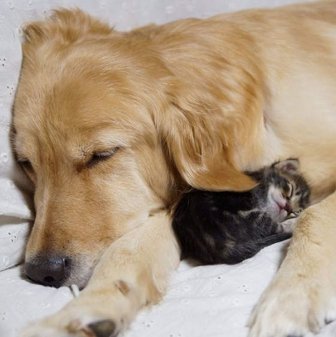 Golden Retriever Adopts a Kitten