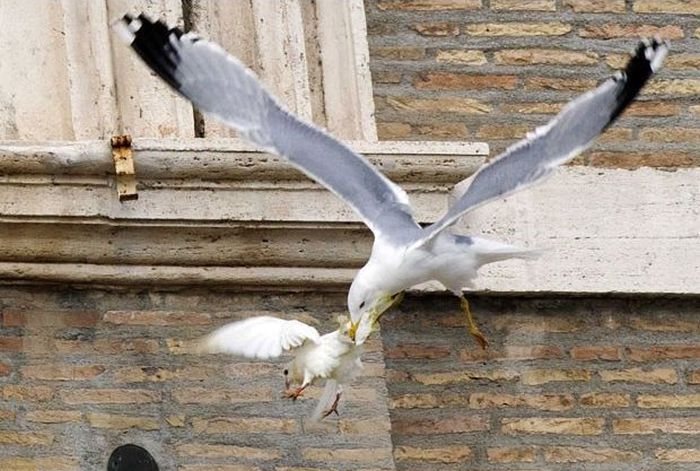 Dove of Peace Attacked by Seagull
