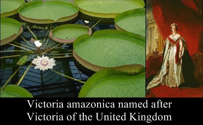 Species Named After Famous Persons