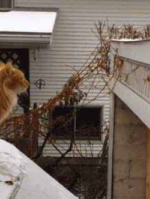 These Animals Suck at Jumping
