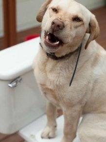 Dogs and Cats Caught Mid-Sneeze