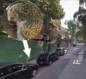 Porcupine Falls from a Lamp Post onto Woman