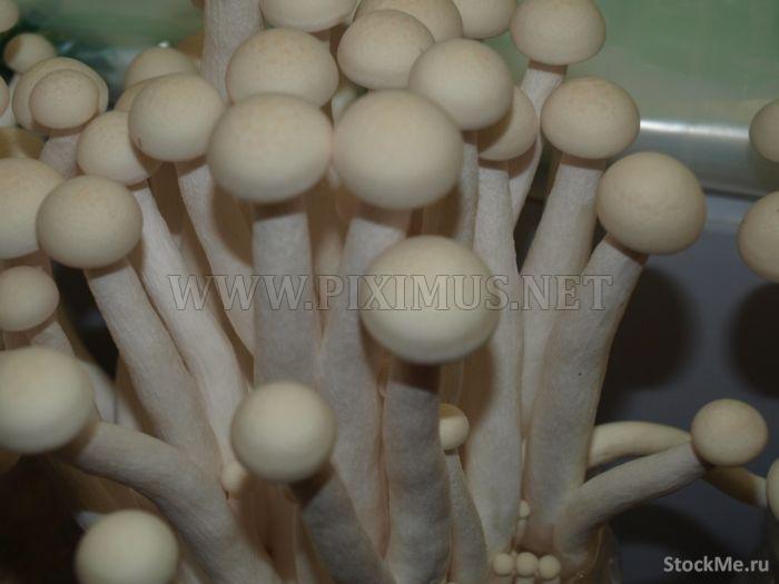 How To Grow Chinese Mushrooms