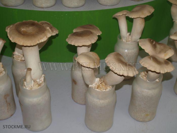 How To Grow Chinese Mushrooms