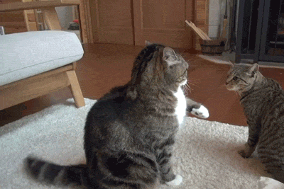 Daily GIFs Mix, part 400