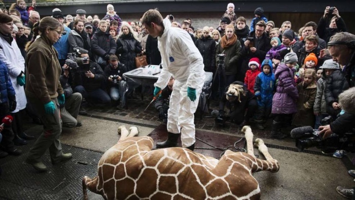Marius the Giraffe Killed at Copenhagen Zoo