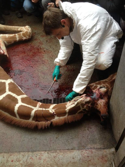 Marius the Giraffe Killed at Copenhagen Zoo