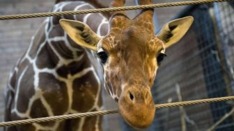 Marius the Giraffe Killed at Copenhagen Zoo