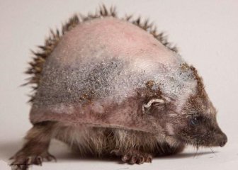 Recovery of a Hedgehog