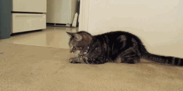 Daily GIFs Mix, part 407