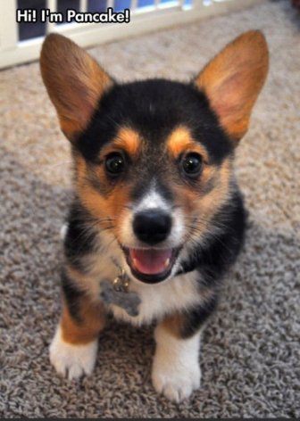 Pancake Is a Very Happy Corgi