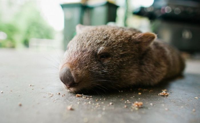 Pet Wombat