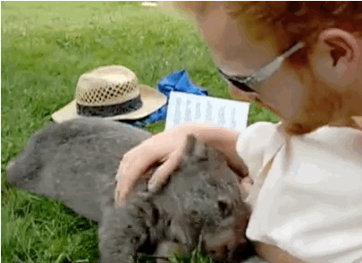 Pet Wombat
