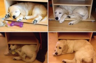 Before And After Pictures Of Animals Growing Up