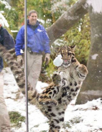 Leopard Playing with Snow