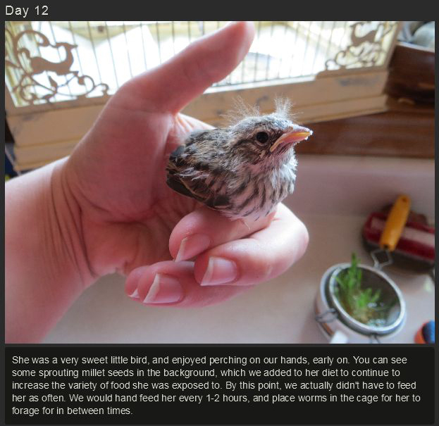 Raising a Baby Songbird