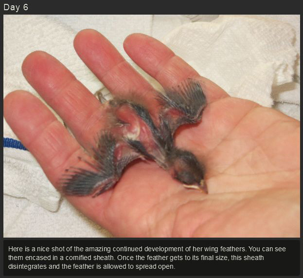 Raising a Baby Songbird