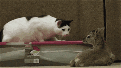 Daily GIFs Mix, part 416