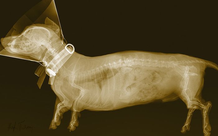 Animal X-Rays