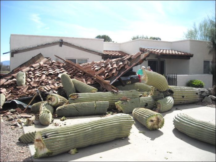 Saguaro Cactus Destroyed Carport with Three Cars