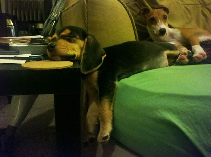 Pets vs Furniture