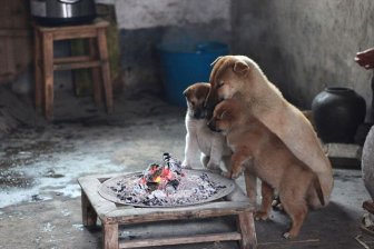 Stray Puppies Trying to Stay Warm