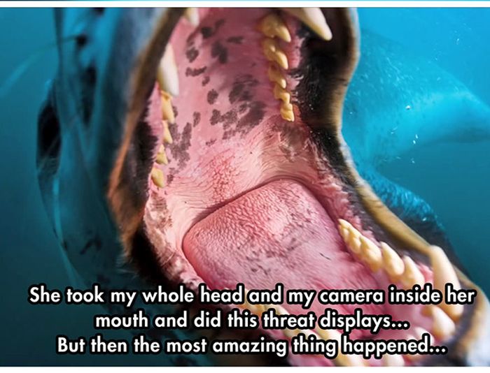 Photographer Meets a Leopard Seal