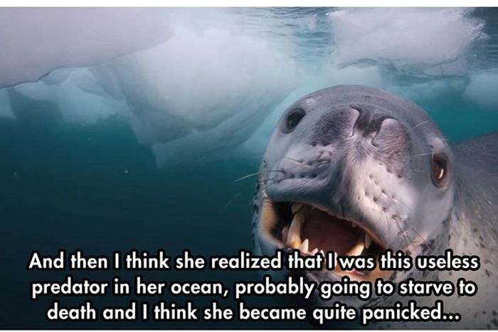 Photographer Meets a Leopard Seal