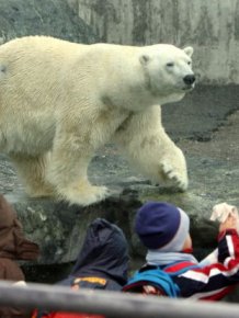 Polar Bear Anton Dies After Eating Visitor's Stuff