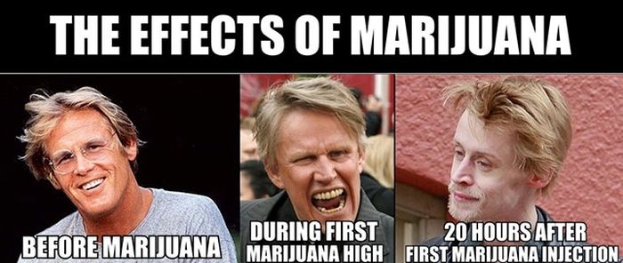Marijuana Disinformation