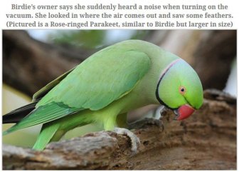 A Parakeet Survived After Being Sucked Into a Vacuum