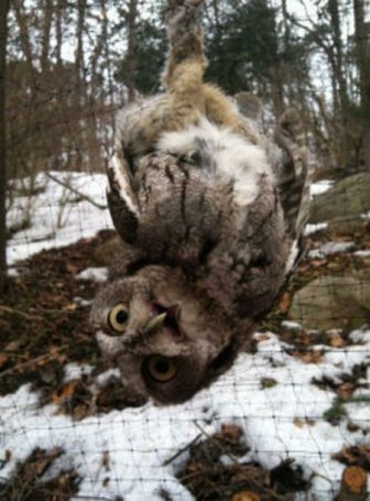 Saving an Owl