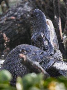 Otter Kills an Alligator