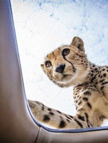 Why You Should Always Close Your Car's Sunroof on Safari