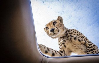 Why You Should Always Close Your Car's Sunroof on Safari