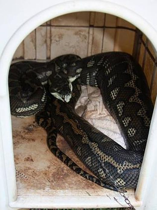 Giant Python Swallowed a Pet Dog 
