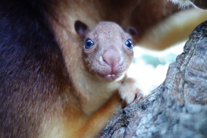 Baby Tree Kangaroo Joey
