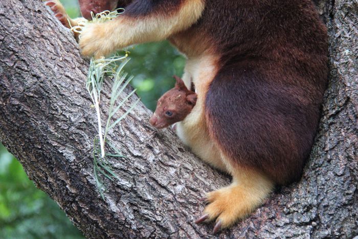 Baby Tree Kangaroo Joey
