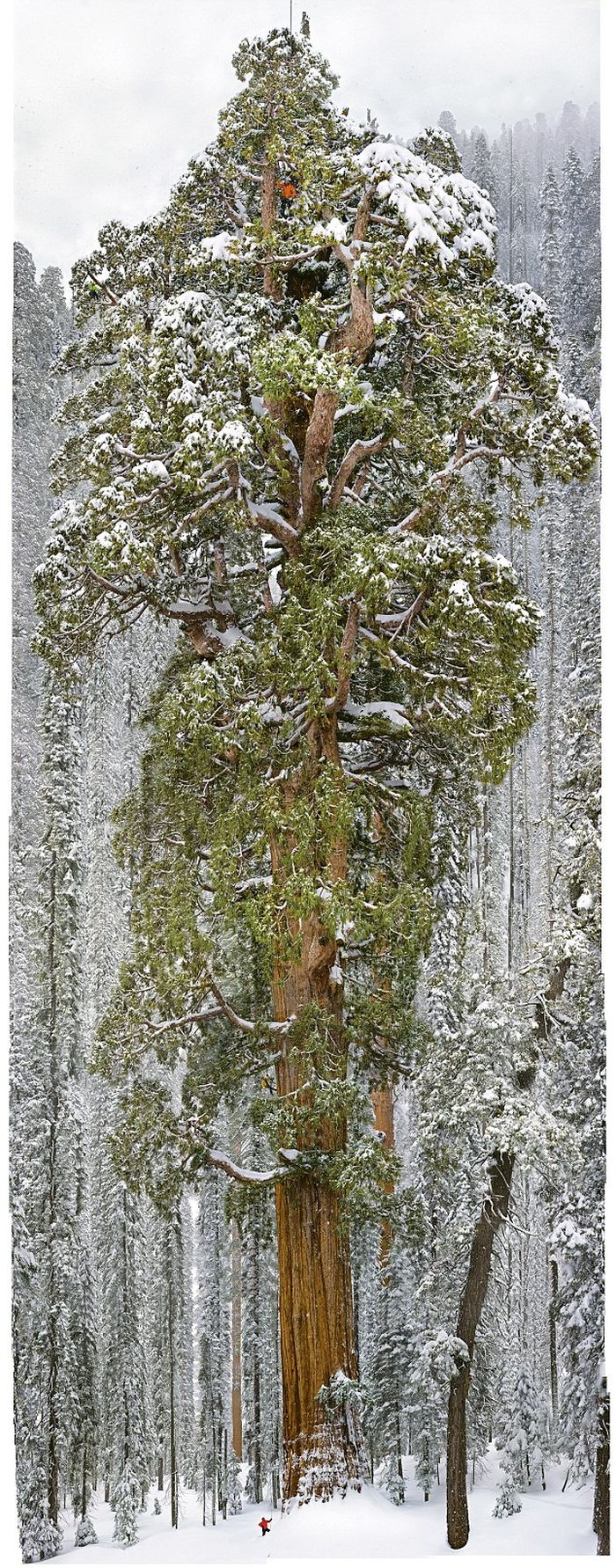 How to Make a Photo of a Giant Tree