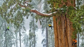 How to Make a Photo of a Giant Tree