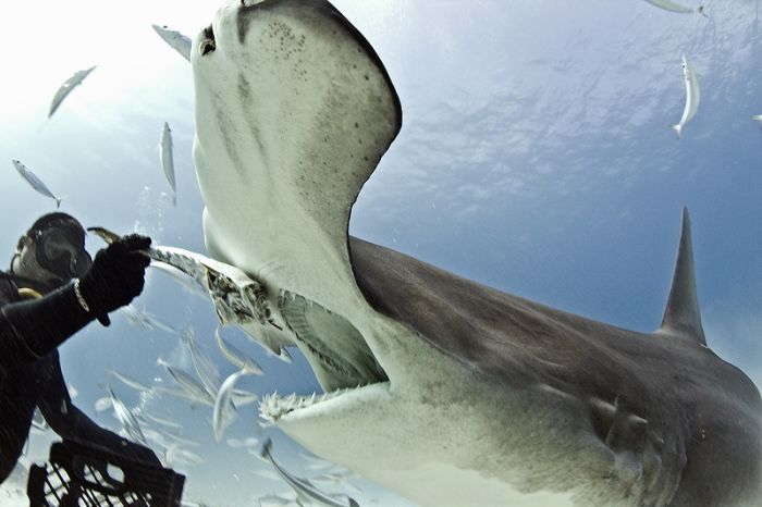 Diver Feeds Shark