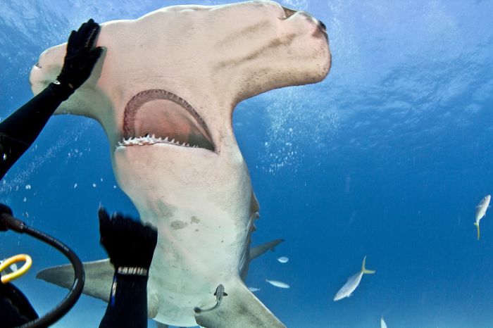 Diver Feeds Shark